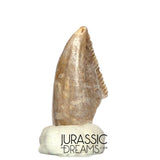 S217 - Top Rare Majungasaurus crenatissimus Abelisaurid Dinosaur PREMAXILLARY Tooth