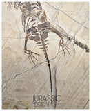 S49 - Superb Top Quality Keichousaurus hui Early Triassic Marine Reptile