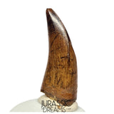 J561 - Tyrannosaur Dinosaur Tooth - Nanotyrannus sp - Late Cretaceous - Lance Creek Fm