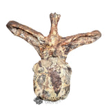 20189 - Rare Huge Jurassic Megalosaurid Theropod Dinosaur Dorsal Vertebra Bone