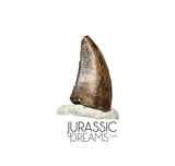 S91 - Nicely Preserved Dromaeosaurid Raptor Theropod Dinosaur Tooth - Judith River Fm