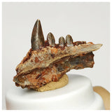 J104 - Museum Grade  Undescribed Pseudosuchia "Dog-faced Crocodile" Partial Maxillary