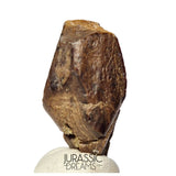 J490 - Large Edmontosaurus Hadrosaurid "duck-billed" Ornithopod Dinosaur Tooth - Lance Creek Fm