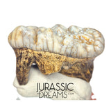 S234 - Gem Grade Huge Ice Age Cave Bear (Ursus spelaeus) Upper Molar Tooth (M2) - Pleistocene