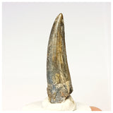 1310 - Nicely Preserved Suchomimus tenerensis Spinosaurid Dinosaur Tooth - Cretaceous Elrhaz Fm