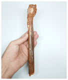 1233- Rare Cretaceous Azhdarchid Pterosaur Metacarpal Bone KemKem Beds