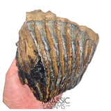 S236 - Nicely Preserved Huge Ice Age Woolly Mammoth (Mammuthus primigenius) Upper Molar Tooth