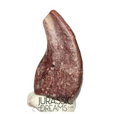 J223 - Top Rare Killer Unidentified Theropod Dinosaur Claw - Lower Cretaceous Elrhaz Fm