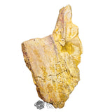 20237 - Exceedingly Rare Carcharodontosaurus saharicus Postorbital-Lacrimal Skull Bone