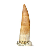 S328 - Stunning Large Zarafasaura oceanis (Elasmosaur) Partially Rooted Tooth - Late Cretaceous