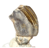 S504 - Top Huge Ouranosaurus nigeriensis Basal Hadrosaurid Dinosaur Tooth - Cretaceous Elrhaz Fm