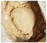 J51 - Finest Quality Fossil Crab (Potamon) Preserved in Travertine - Turkey Location