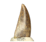 S263 - Large Nicely Preserved Majungasaurus crenatissimus Abelisaurid Dinosaur Tooth