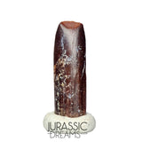 S169 - Top Rare Finest Quality Nigersaurus taqueti (Rebbachisaurid) Sauropod Dinosaur Tooth