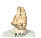 J302 - Top Rare Unidentified Theropod Dinosaur Claw - Lower Cretaceous Elrhaz Fm