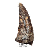 S520 - Museum Grade Rare Abelisaurid Dinosaur (cf Kryptops) Foot Claw - Elrhaz Fm