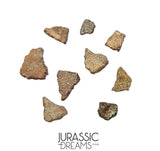 J197 - Top Rare Pyroraptor olympius Raptor Set of 9 Egg Shells - Late Cretaceous France