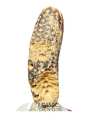 S423 - Rare Agatized Fossil Cycadophyte Seed Cone - Late Eocene from Occidental Sahara - (signs of insect predation)