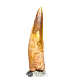 20195 - Nicely Preserved Large Spinosaurus aegyptiacus Dinosaur Tooth IN CATAWIKI AUCTION NOW