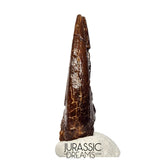 J108 - Top Rare Killer Alvarezsaurid Theropod Dinosaur Manus Claw - Lower Cretaceous Elrhaz Fm