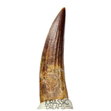 S210 -Gem Grade Suchomimus tenerensis Spinosaurid Dinosaur Tooth Partially Rooted VISIBLE CARINA