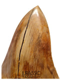 J563 - Gem Grade Huge Killer Megalodon Tooth from Rare Indonesia Location