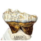 S306 - Gem Grade Huge Ice Age Cave Bear (Ursus spelaeus) Upper Molar Tooth (M2) - Pleistocene