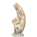 S479 - Top Rare Killer Alvarezsaurid Theropod Dinosaur Manus Claw - Lower Cretaceous Elrhaz Fm