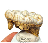 S369 - Gem Grade Huge Ice Age Cave Bear (Ursus spelaeus) Upper Molar Tooth (M2) - Pleistocene