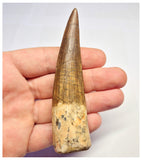1370 - Huge Spinosaurus aegyptiacus Dinosaur Tooth - Cretaceous KemKem Beds