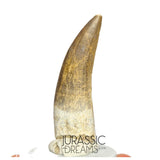 S43 - Finest Quality Large Suchomimus tenerensis Spinosaurid Dinosaur Tooth