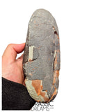 J494 - Museum Grade Huge OVIRAPTOR cf philoceratops Fossil Egg Elongatoolithidae - Cretaceous from Gobi Desert