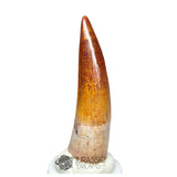 20228 - Gem Grade Spinosaurus aegyptiacus Dinosaur Tooth - Cretaceous KemKem Beds IN CATAWIKI AUCTION NOW