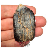 S500 - Top Huge Eusauropoda cf. Jobaria Sauropod Dinosaur Tooth - Jurassic Tiouraren Fm