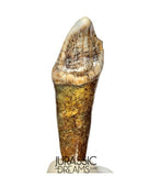 S397 - Nicely Preserved Huge Ice Age Cave Bear (Ursus spelaeus) Pre-Canine Tooth