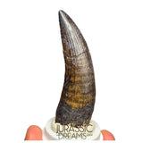 S46 - Top Huge Suchomimus tenerensis Spinosaurid Dinosaur Tooth