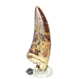 20047- Nicely Preserved Afrovenator abakensis Megalosaurid Dinosaur Tooth Jurassic Tiouraren Fm IN CATAWIKI AUCTION NOW