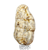 S369 - Gem Grade Huge Ice Age Cave Bear (Ursus spelaeus) Upper Molar Tooth (M2) - Pleistocene