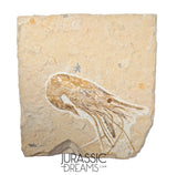 S378 - Nicely Preserved Large Fossil Shrimp "Carpopenaeus sp" - Cretaceous from Lebanon