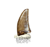 S87 - Finest Quality Dromaeosaurid Raptor Theropod Dinosaur Tooth - Judith River Fm