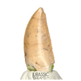 S164 - Large Majungasaurus crenatissimus Abelisaurid Dinosaur Tooth with Unusual Green Sandstone matrix on its base