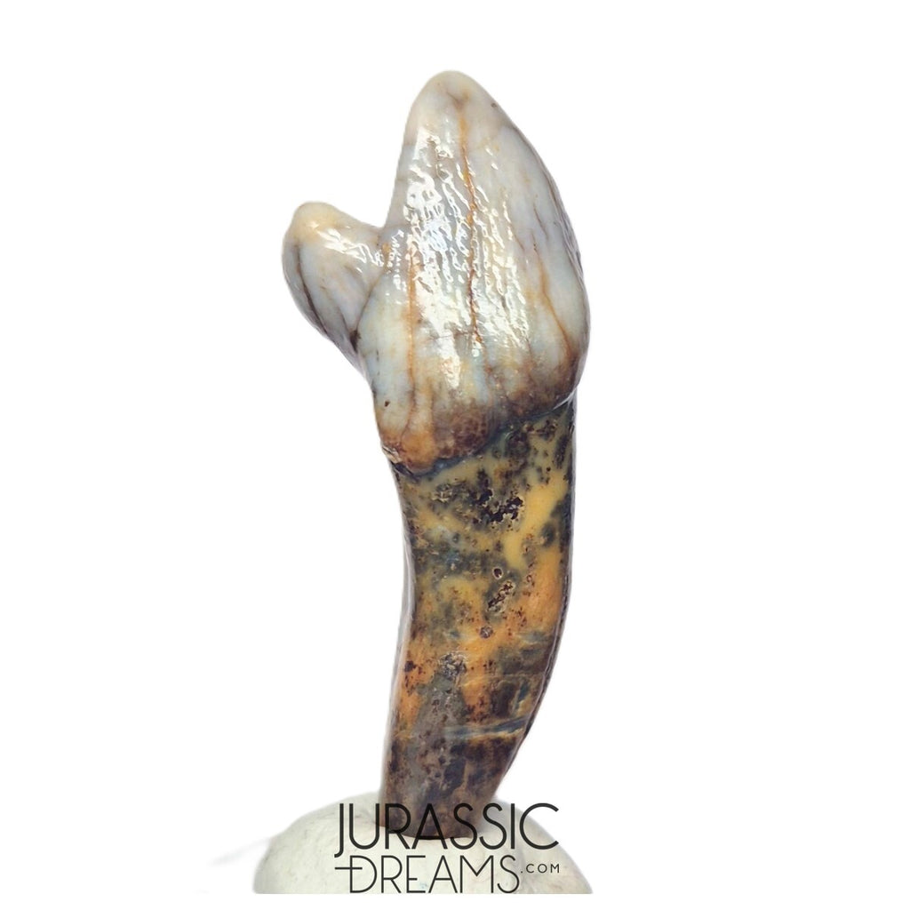 S242 - Nicely Preserved Huge Ice Age Cave Bear (Ursus spelaeus) Incisor Tooth