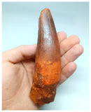 1049 - Massive Rooted Spinosaurus aegyptiacus 5.11'' Dinosaur Tooth