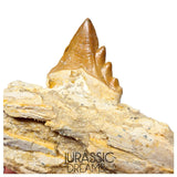 J483 - Nicely Preserved Basilosaurid cf Pappocetus (Whale Ancestor) Molar Tooth in Partial Dentary Bone