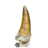 20029 - Nicely Preserved Large Suchomimus tenerensis Dinosaur Tooth
