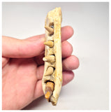 1517 - Museum Grade Juvenile Spinosaurus Dinosaur Right Hemi dentary jaw- Cretaceous KemKem Beds