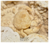 J60 - Huge Fossil Crab (Potamon) Preserved in Travertine - Turkey Location