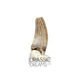 S70 - Exceedingly Rare Paronychodon caperatus (Troodontid Theropod) Dinosaur Tooth - Lance Fm