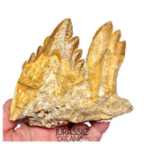 J526 - Huge Basilosaurid cf Pappocetus (Whale Ancestor) Molar Teeth in Partial Dentary Bone
