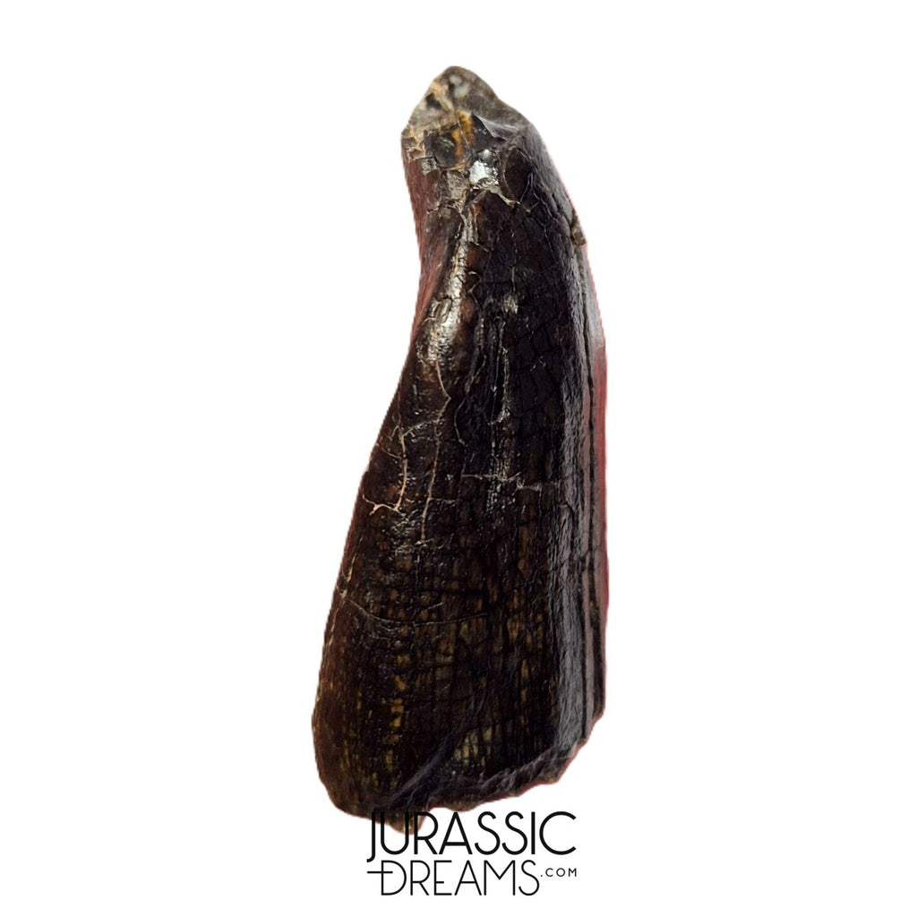 S500 - Top Huge Eusauropoda cf. Jobaria Sauropod Dinosaur Tooth - Jurassic Tiouraren Fm